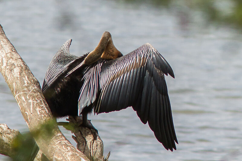 African Darter