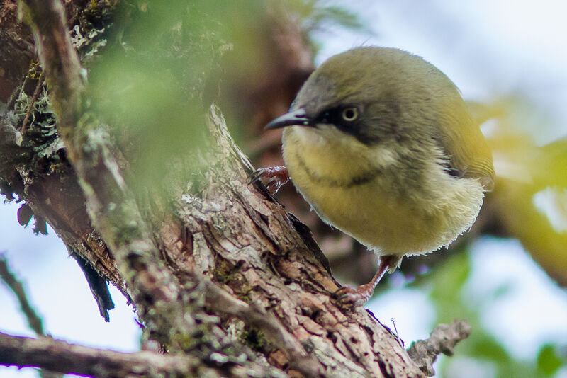 Apalis à collier