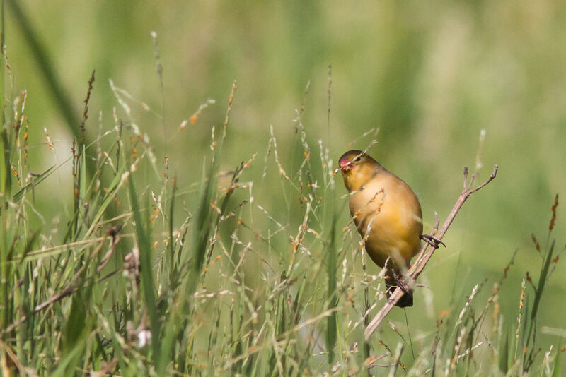 Fawn-breasted Waxbill