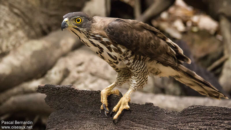 Crested Goshawkimmature, close-up portrait