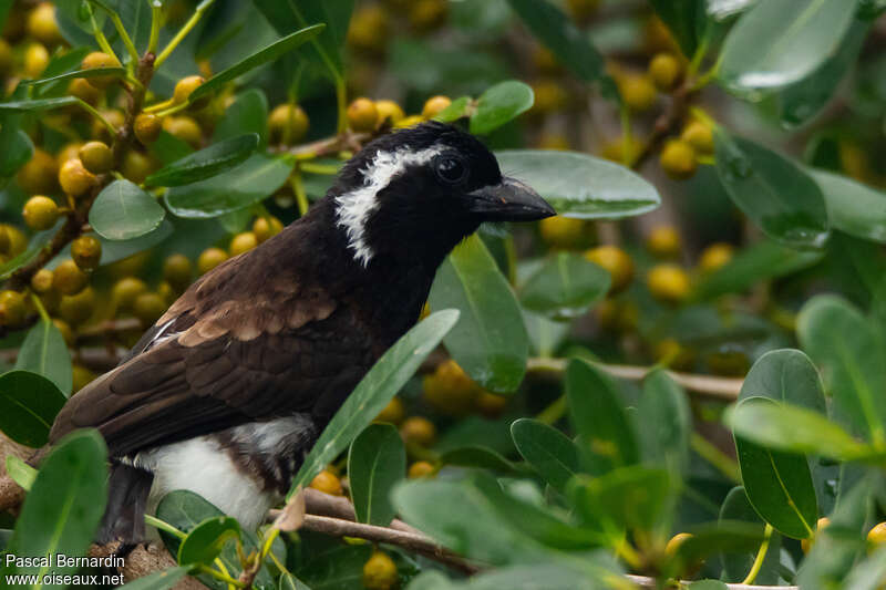 White-eared Barbetadult, close-up portrait, pigmentation