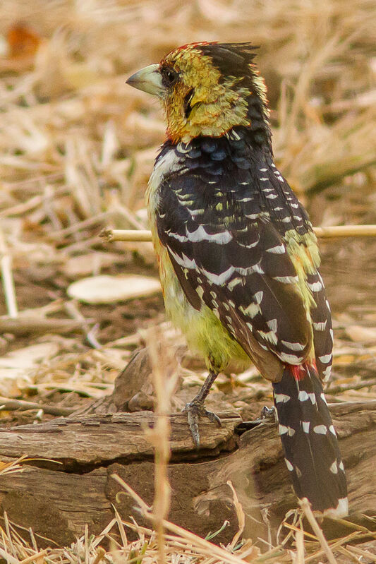 Crested Barbet