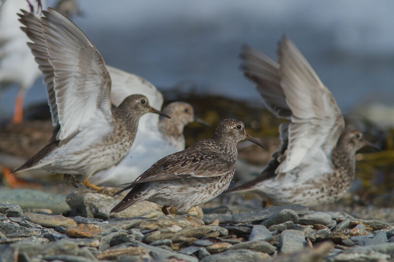 Purple Sandpiperadult breeding