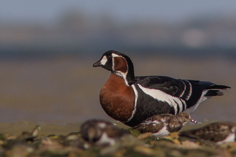 Red-breasted Goose