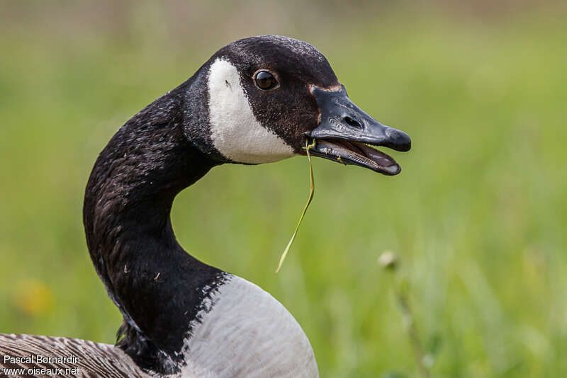 Canada Gooseadult, feeding habits