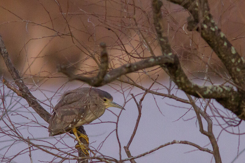 Black-crowned Night Heron