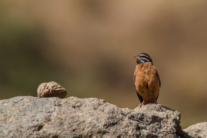 Cinnamon-breasted Bunting