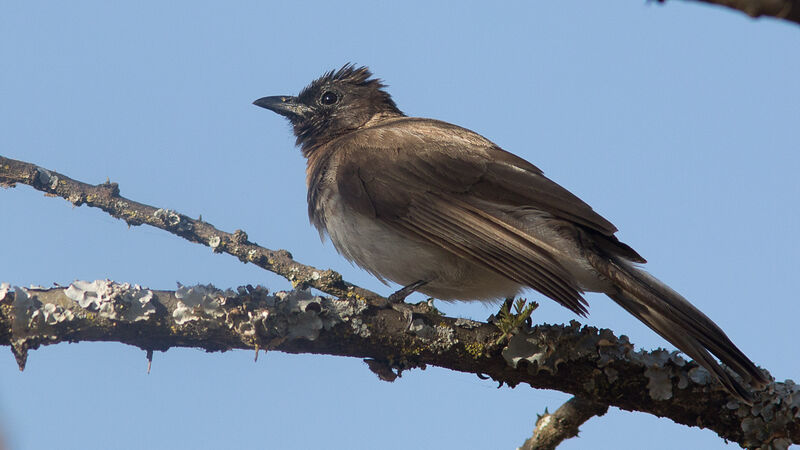 Common Bulbul