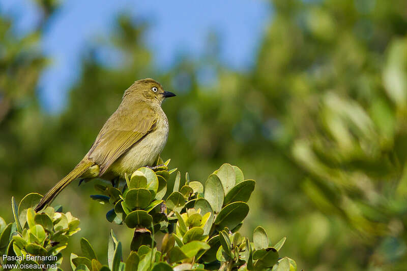 Bulbul importunadulte