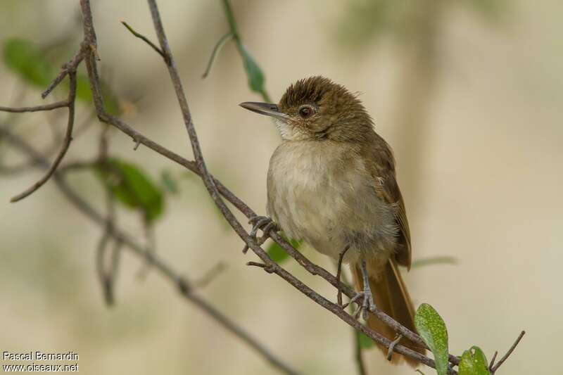 Bulbul jaboteur, identification