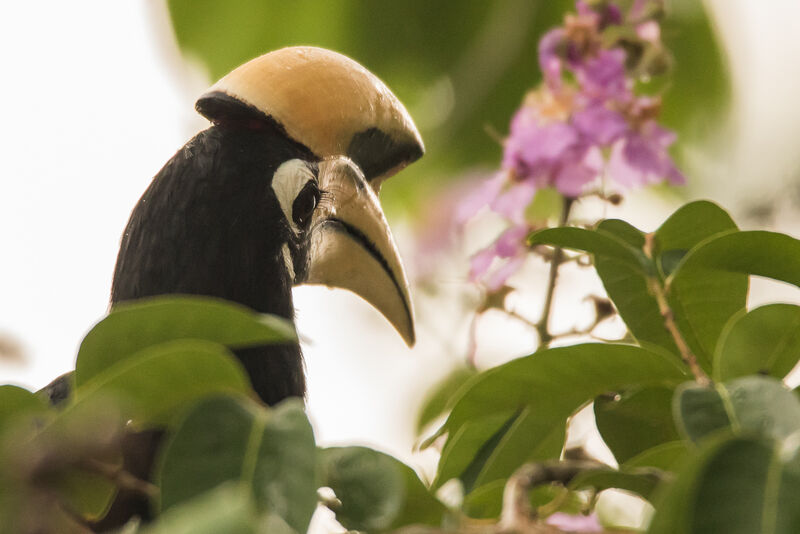 Oriental Pied Hornbill, identification, close-up portrait