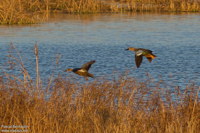 Cape Shoveler, habitat