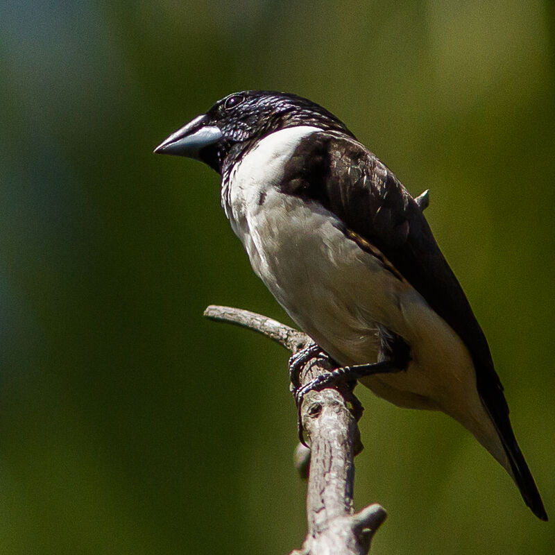 Magpie Mannikin