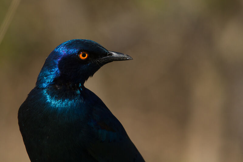 Cape Starling