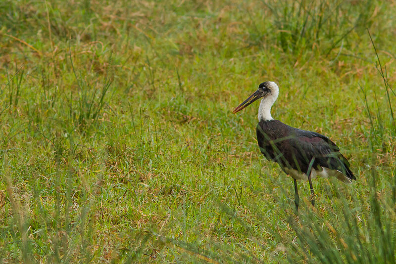 Cigogne à pattes noires