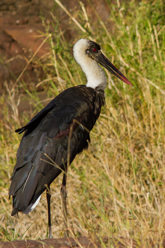 Cigogne à pattes noires