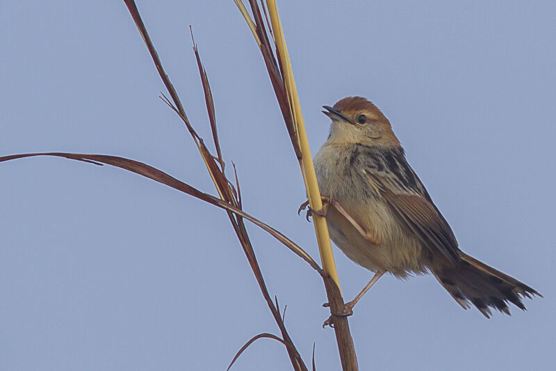 Levaillant's Cisticola, identification