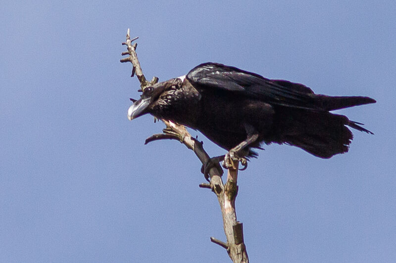 White-necked Raven