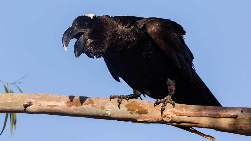 Thick-billed Raven