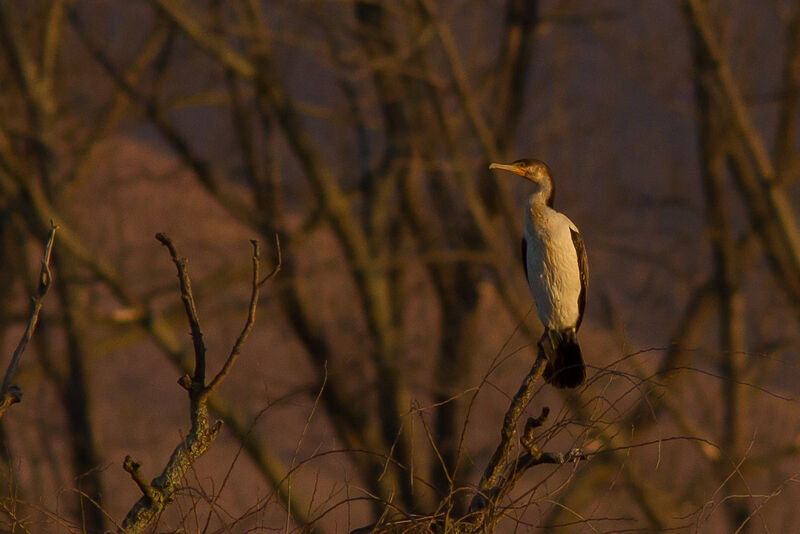 Cormoran à poitrine blanche