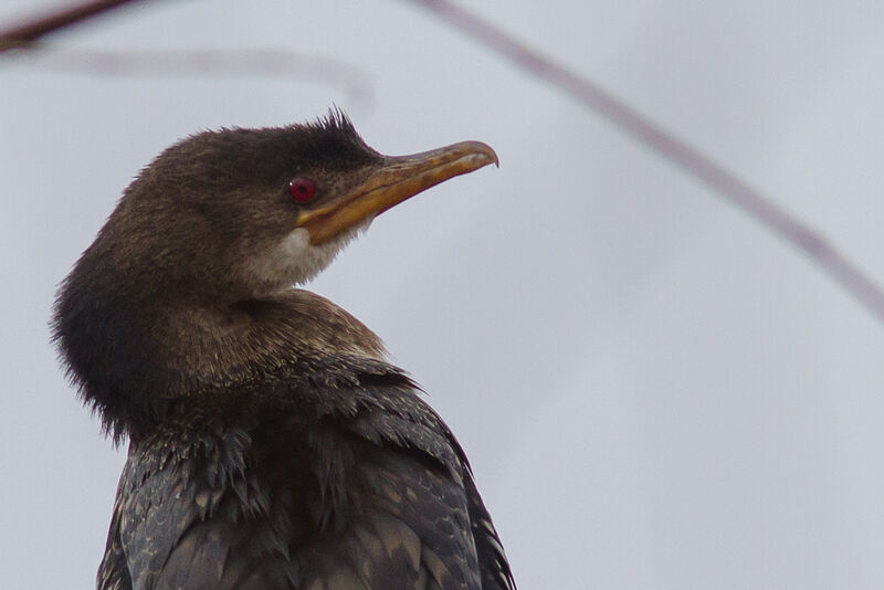 Cormoran africain