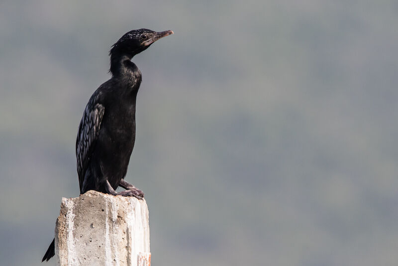 Little Cormorant, identification, close-up portrait