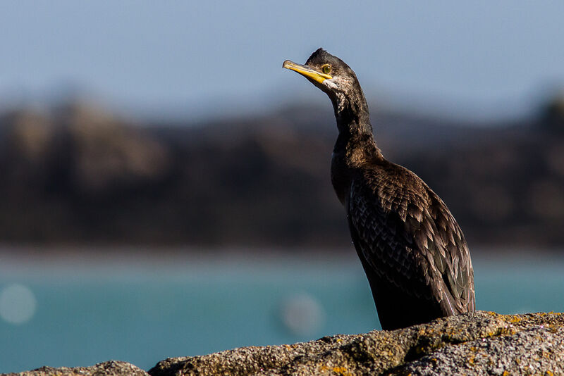 Cormoran huppéjuvénile