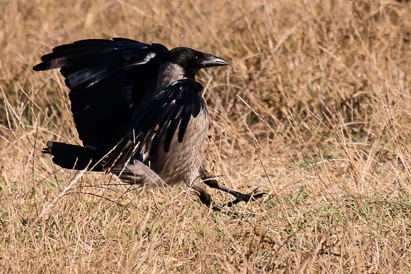 Hooded Crow