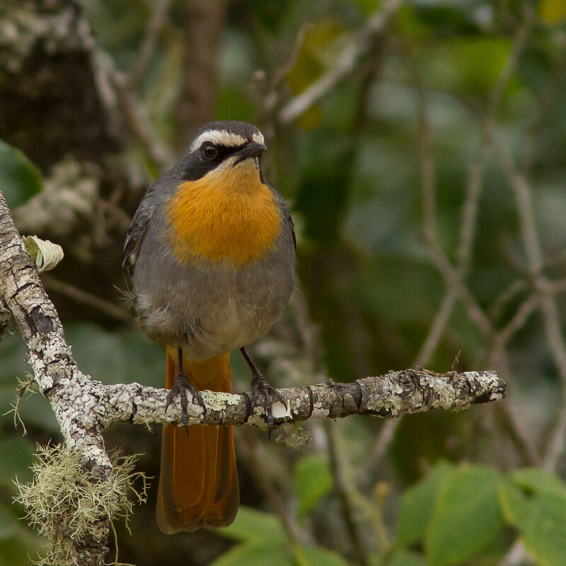 Cape Robin-Chat