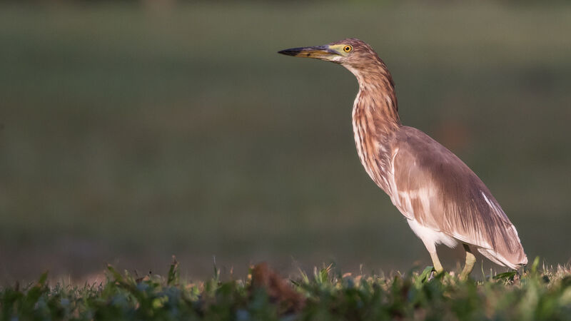 Chinese Pond Heron female, identification, close-up portrait