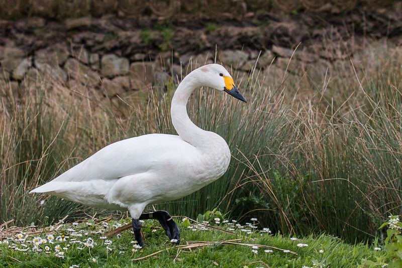 Tundra Swan