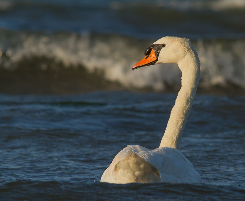 Cygne tuberculé