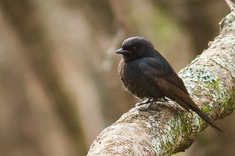 Square-tailed Drongo