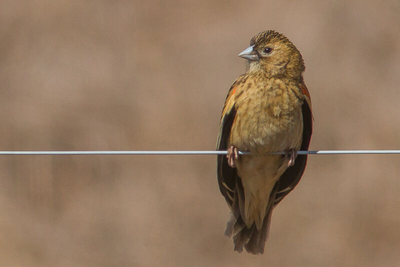 Long-tailed Widowbird male