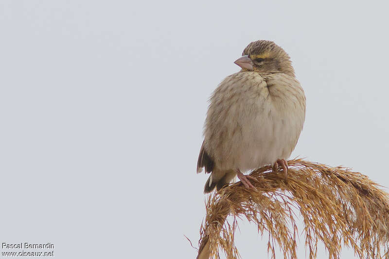 Southern Red Bishop female, close-up portrait