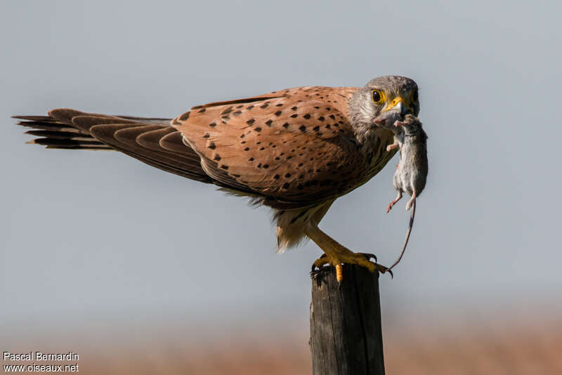 Common Kestrel male adult, feeding habits