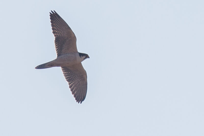 Lanner Falcon