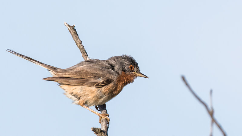 Western Subalpine Warbler male adult transition, identification, close-up portrait