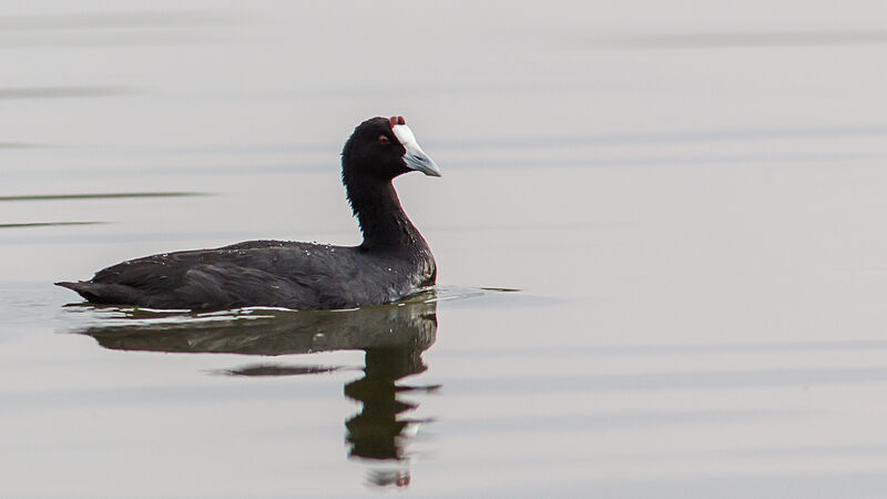 Red-knobbed Coot