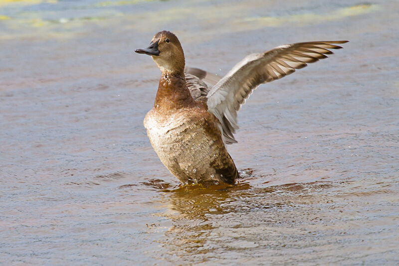 Common Pochard female adult