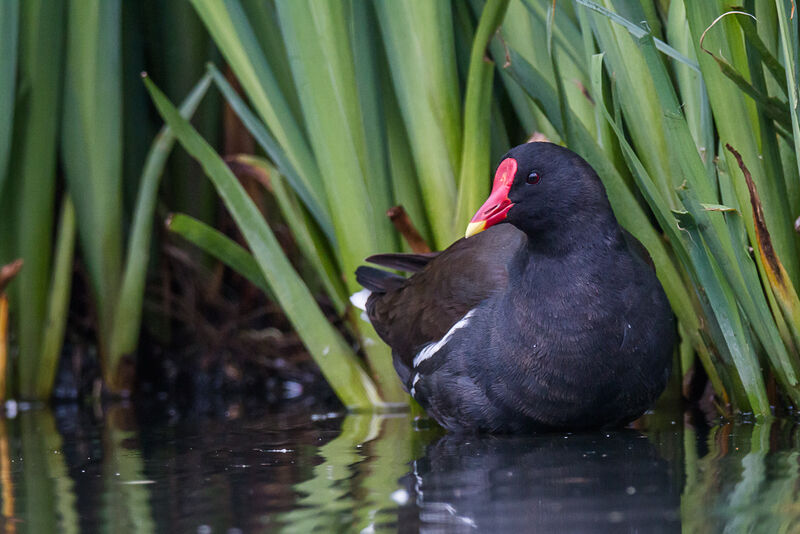 Common Moorhenadult