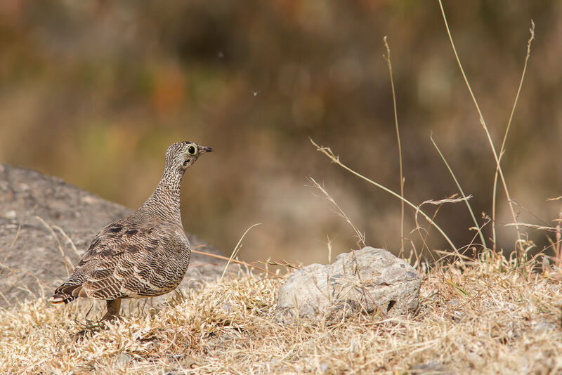 Lichtenstein's Sandgrouse female