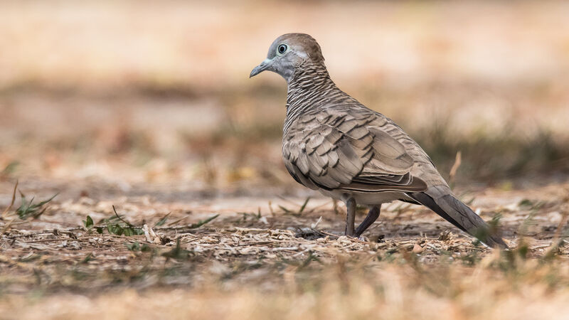 Zebra Dove, identification, close-up portrait, walking