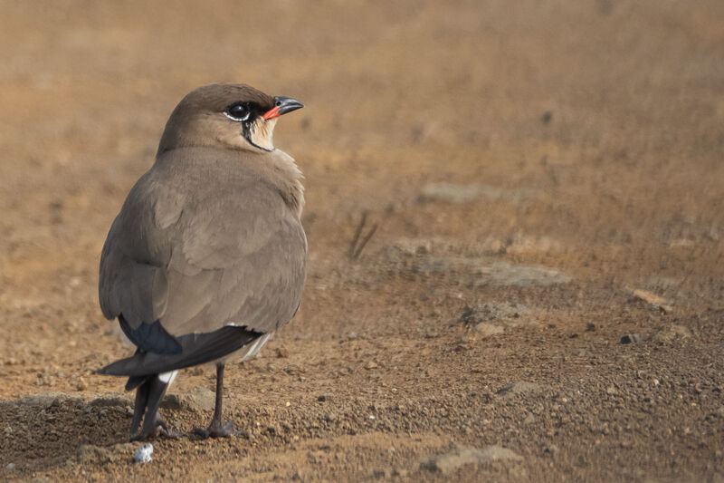 Collared Pratincole