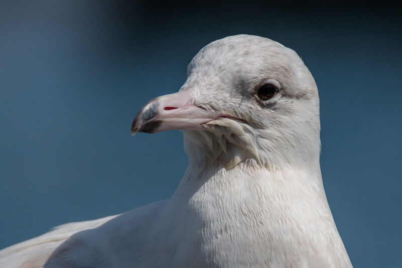 Glaucous Gull