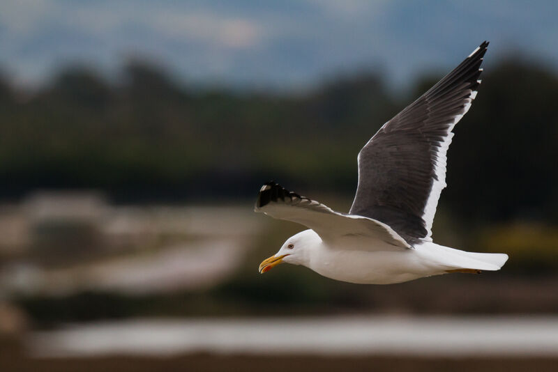 Lesser Black-backed Gull