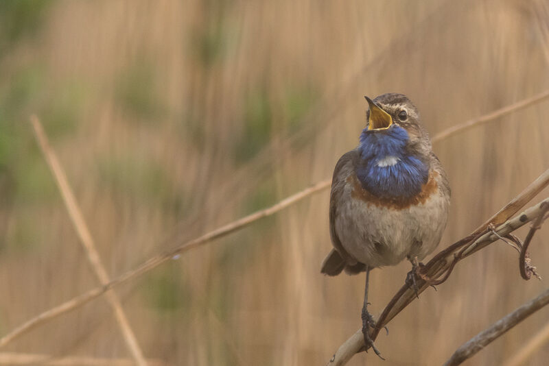 Bluethroatadult