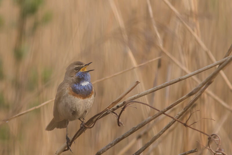 Bluethroatadult