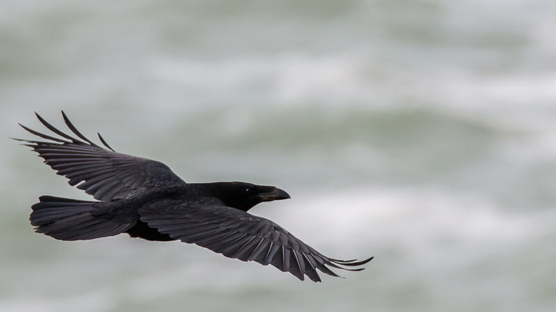 Northern Raven