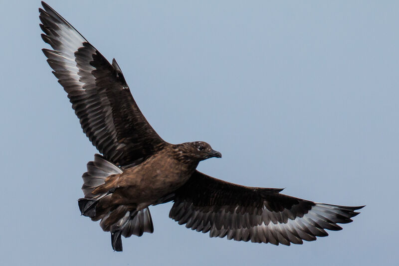 Great Skua